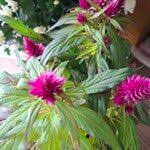 Image result for Celosia elegantissima