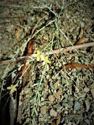 Image result for Lactuca lasiorhiza