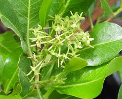 Image result for Dodonaea viscosa