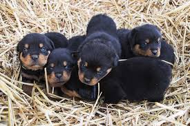 Image result for Rotala gossweileri