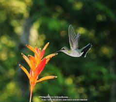 Pin On Parrots Beak Heliconia Parakeet Heliconia