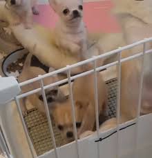 new Chihuahuamamna! I used to think my Miniature Pinscher roscoe is smart  and small -and he is. Dalgo makes him look like a giant like a giant He  majes . Hidalgo has,