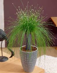 Image result for Isolepis