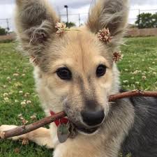 Afghan hound in dog show. Dogs With Flowers Dogswflowers Twitter