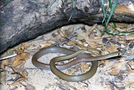 Yellow Faced Whip Snake Queensland Museum