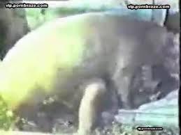 We did not find results for: Classic Animal Porn Hd Porn Porn Tubes Video Sex Pornbraze Com