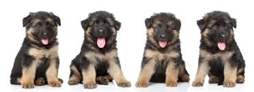 Breeders whom specialize in german shepherds for protection will have puppies that are well suited to protection work. German Shepherd S Weight And Height The Complete Guide And Charts