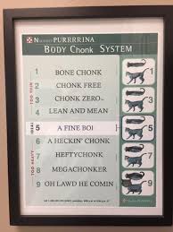 Successful Fat Scoring System For Your Cat At The Vet Clinic