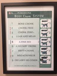 successful fat scoring system for your cat at the vet clinic