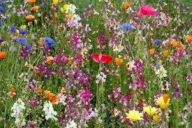 Let A Corner Of Your Garden Go Wild With Wildflowers Wild Flower Meadow Wildflower Garden Meadow Flowers