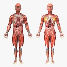 We did not find results for: Human Male And Female Anatomy 3d Model Cgtrader