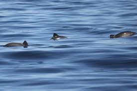 Wildlife earth is dedicated to inspiring thousands to love and protect all wildlife on earth through the power of social media white whales, such as the recently spotted humpback nicknamed migaloo, are rare and elusive creatures. Look The 7 Sea Creatures You Wouldn T Expect To See Swimming In North Wales Waters North Wales Live