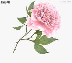 3d Model Of Peony 3d Model Peonies Buy Peonies