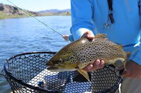 North carolina lakes and rivers are a haven for novice fishing and professional anglers alike. Superb Trout Fishing Along The Blue Ridge Parkway The Coves Mountain River Club