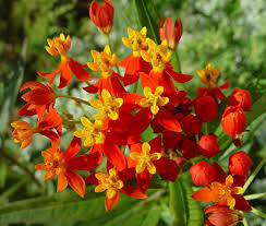 Image result for Asclepias foliosa