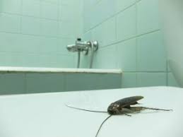 For more information on responsible pest control, please refer to the ipm fact sheet and consult the seven components of. Is Your Condo Board Responsible For Pest Infestations Advanced Management Inc