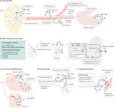 Image result for Sympathetic Nervous System