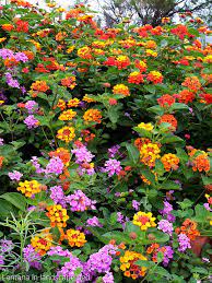 Pin On Pflugerville Drop By Drop Plants