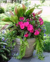 Flowers in pots for shade. Bright Pinks And Greens With Blue Lobelia Container Flowers Flower Pots Container Gardening Flowers