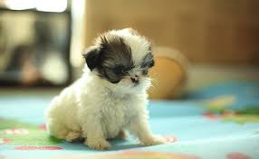 Known as the lion dog, these small lap dogs were prized by royalty as household pets. 10 Cute Teacup Puppies That Steal Your Heart Petmoo