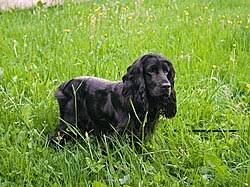 Image result for anglický kokršpaněl