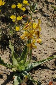 Image result for Cyanella lutea
