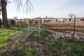 Cattle grids, also known as cattle guards, are structures placed over a depression in the ground in order to prevent livestock from crossing an enclosed piece of land to another area. Tips Tricks Save Cattle Producers Time And Energy