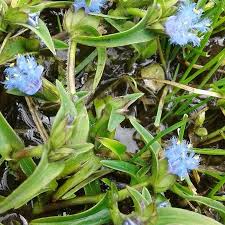 Image result for Cyanotis vaga