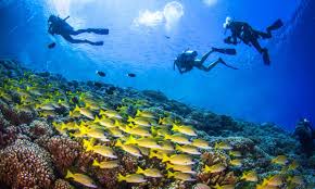 7 Of The Best And Most Extraordinary Diving Sites In The World Wanderlust
