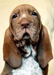 We are not responsible for transactions for animals you find on this site. Bracco Italiano Puppy Dog Breeds Dog Love Hunting Dogs