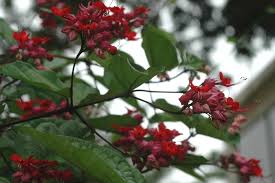 Image result for Clerodendrum splendens