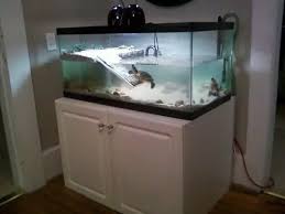 What Is The Optimum Height Distance For A Turtle S Basking Light Quora