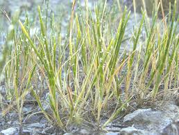 Image result for Hainardia