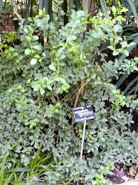 Image result for Gymnosporia heterophylla