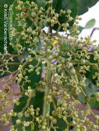 Image result for Premna schliebenii