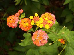 Miss Huff Perennial Lantana Lantana Perennials Plants