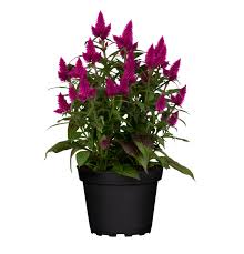 Celosia argentea 'Deep Purple', Silber-Brandschopf 'Deep Purple' - 1A  Garten Ammer
