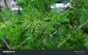 Image result for Asparagus macowanii