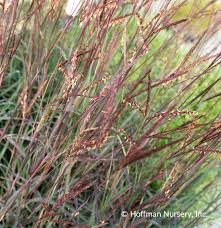 Image result for Andropogon