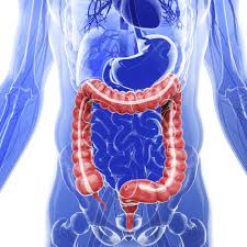 What Is The Digestive System