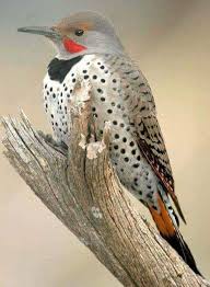 Bird With Red Head And Brown Body Pin By Bonnie J On Oiseaux Pet Birds Backyard Birds Northern Flicker