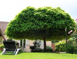 Discover six strategies for landscaping a small backyard. 30 Tree Seeds Northern Western Catalpa Winter Hardy Showy White Flower Decorative Catalpa Speciosa Fresh Seeds Backyard Shade Shade Trees Patio Shade