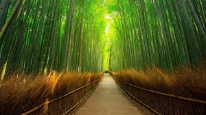 Windows 10 Lockscreen Wallpaper Dump 1920 X 1080 Bamboo Forest Bamboo Forest Japan Canvas Set Sometimes it may be possible for a multi users pc, that someone put up the image which you this setting allows you to force a specific default lock screen image by entering the path (location) of the image file. windows 10 lockscreen wallpaper dump