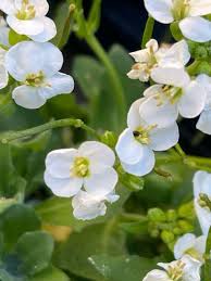 Image result for Arabis