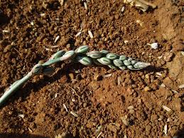 Image result for Albuca kirkii