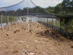 21 Pheasant Pen Ideas | Chickens Backyard, Building A Chicken Coop, Chicken  Coop