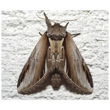 Image result for Clostera curtula