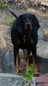 Black And Tan Coonhound Mixed With Rottweiler Black And Tan Coonhound Brandy Coonhound Black And Tan Afghan Hound