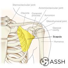 The shoulder joint is formed where the humerus (upper arm bone) fits into the scapula (shoulder blade), like a ball and socket. Anatomy 101 Shoulder Bones The Hand Society