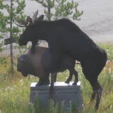 But the authorities are only taking action against one of them. Moose Knuckle Moosedberry Twitter